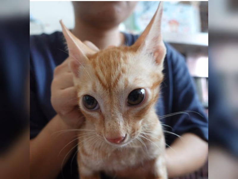 Orange-and-white young male mixed-breed cat, Medium, shelter no. …8-12