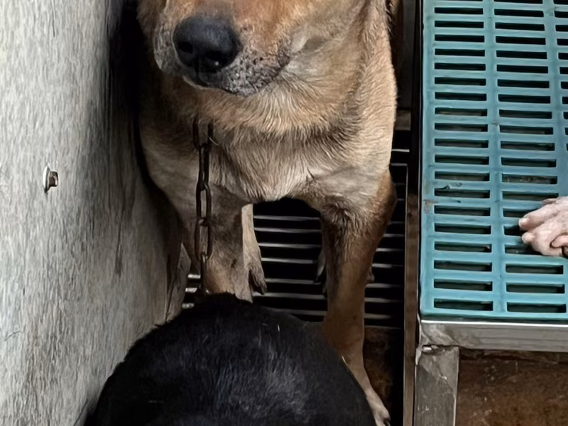 Adult male mixed-breed dog, Medium, shelter no. …5001