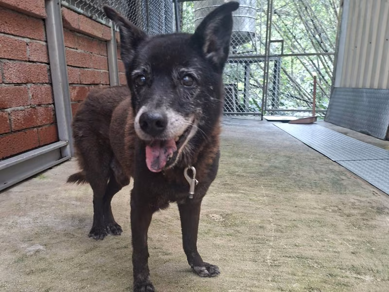 Black adult male mixed-breed dog, Medium, shelter no. …0012