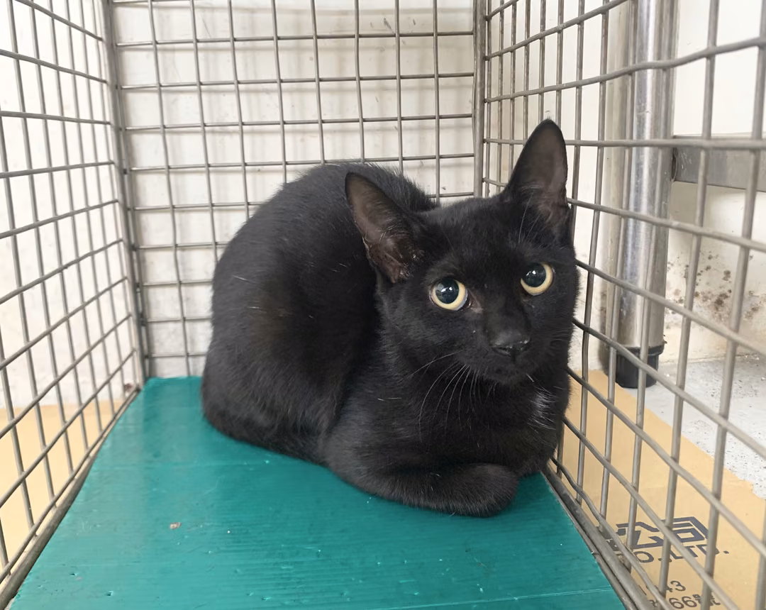 Black young female mixed-breed cat, Small, shelter no. …3002