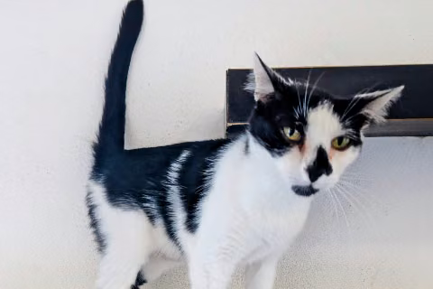 Iryo, Adult · Female · European Shorthair