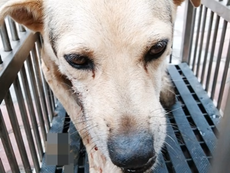 Adult female mixed-breed dog, Medium, shelter no. …0013