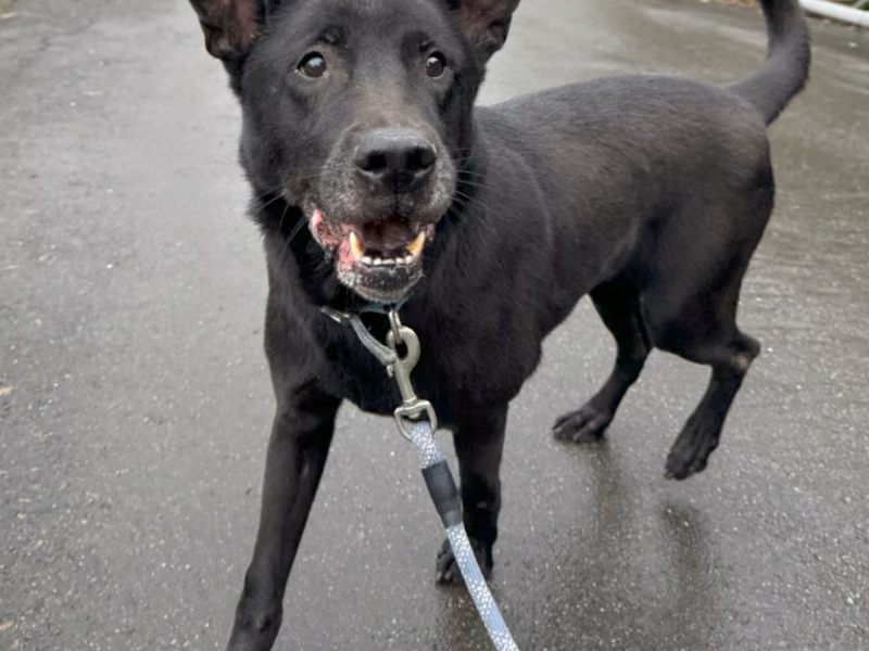 Black adult male mixed-breed dog, Large, shelter no. …4002