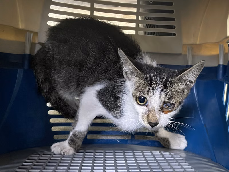 Tabby-and-white young female mixed-breed cat, Small, shelter no. …7003