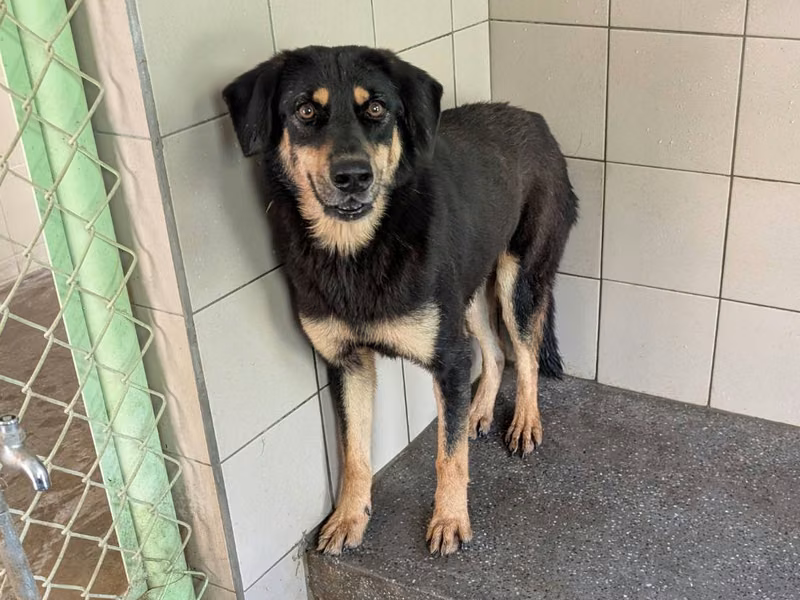 Black adult female mixed-breed dog, Large, shelter no. …1504