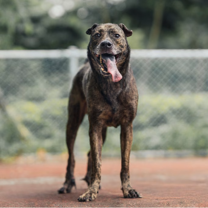Tabby adult male mixed-breed dog, Medium, shelter no. …0203