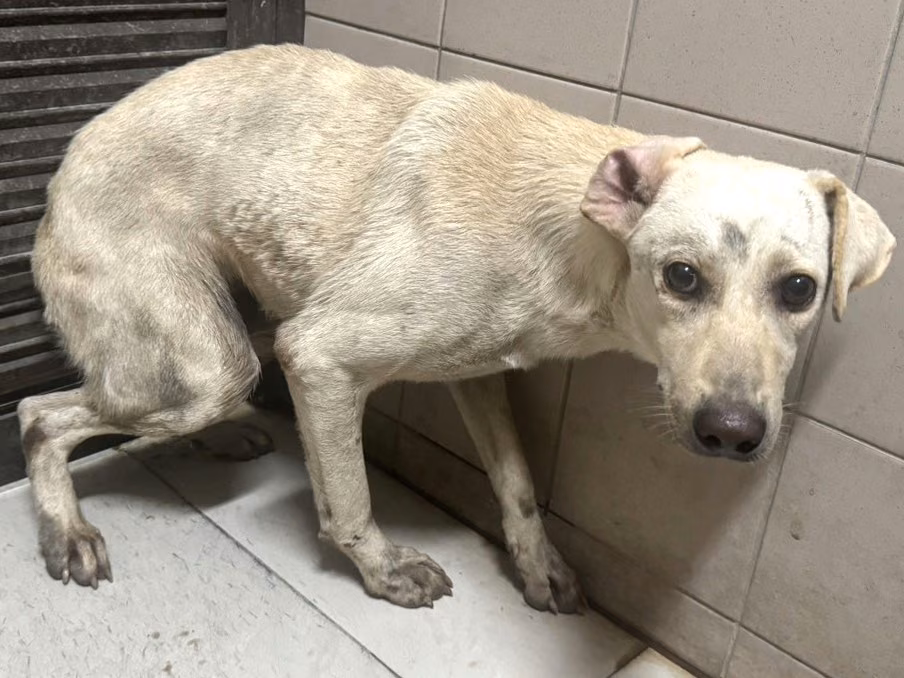 White adult female mixed-breed dog, Large, shelter no. …0703