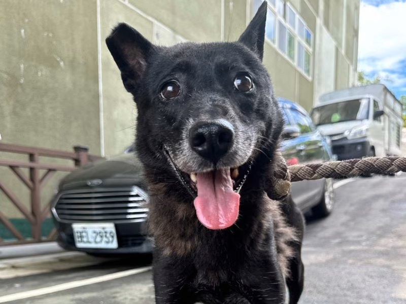 Black adult male mixed-breed dog, Medium, shelter no. …0001