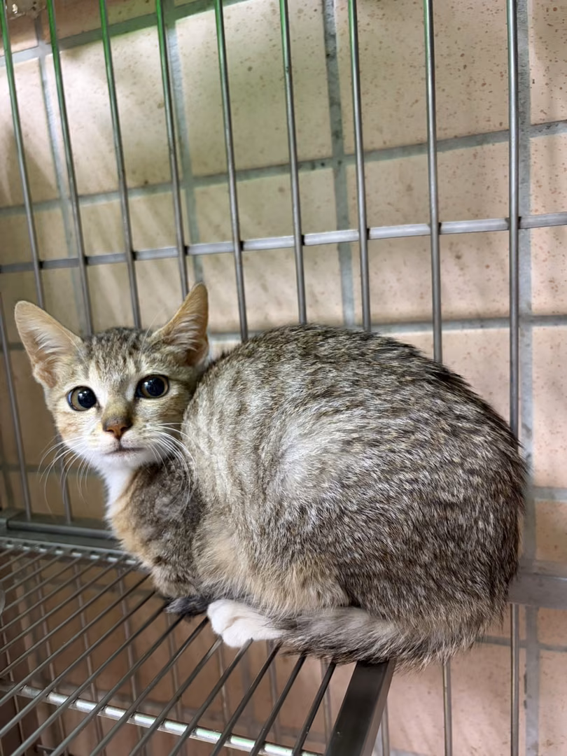 Brown-and-gray young female mixed-breed cat, Small, shelter no. …3004