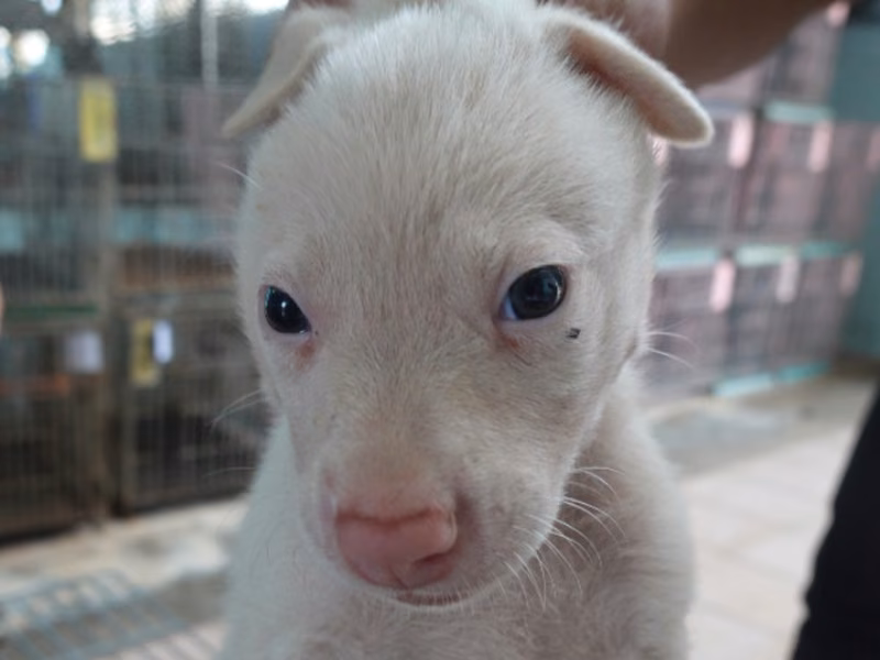 White young male mixed-breed dog, Small, shelter no. …7-08