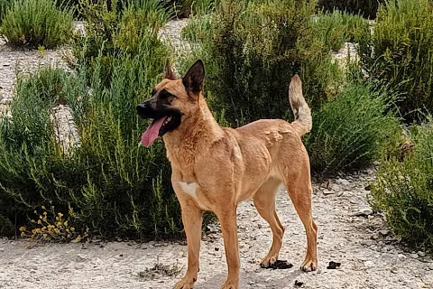 Jolie, Adult · Female · Large · Mixed breed
