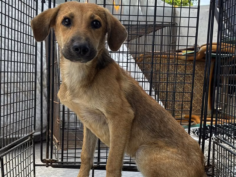 Tan young male mixed-breed dog, Small, shelter no. …4007