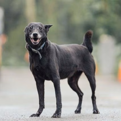 Black adult female mixed-breed dog, Medium, shelter no. …2002