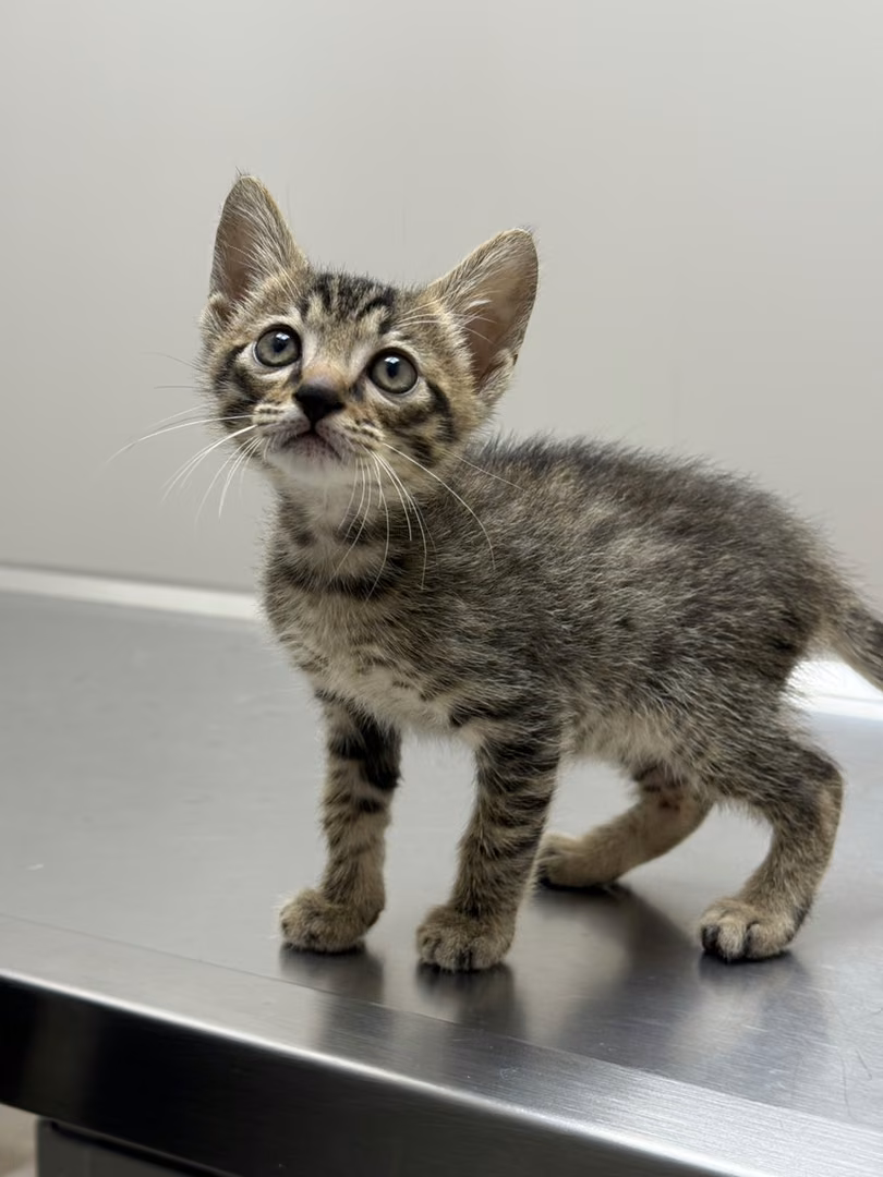 Tabby young male mixed-breed cat, Small, shelter no. …3009