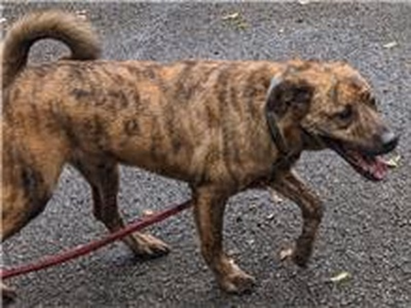 Tabby young male mixed-breed dog, Medium, shelter no. …2004