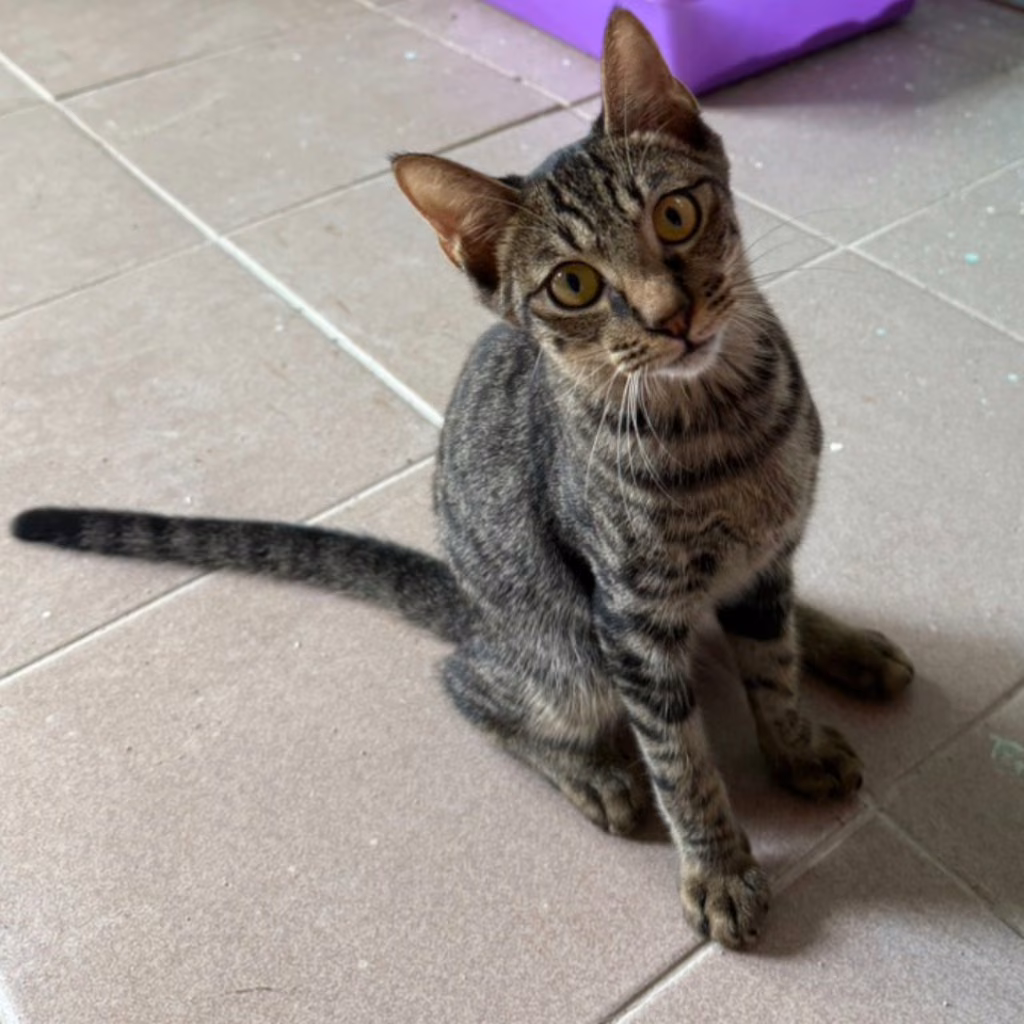 Tabby young male mixed-breed cat, Small, shelter no. …4-01