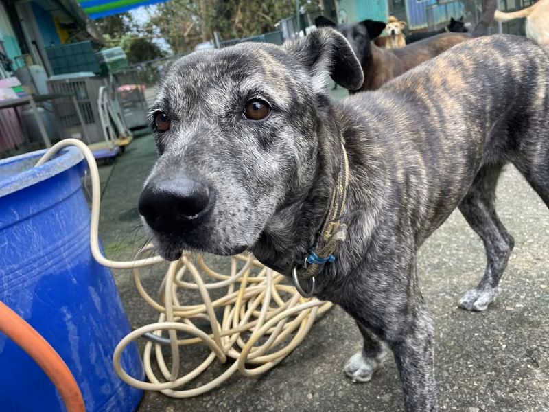 Tabby adult female mixed-breed dog, Medium, shelter no. …6003