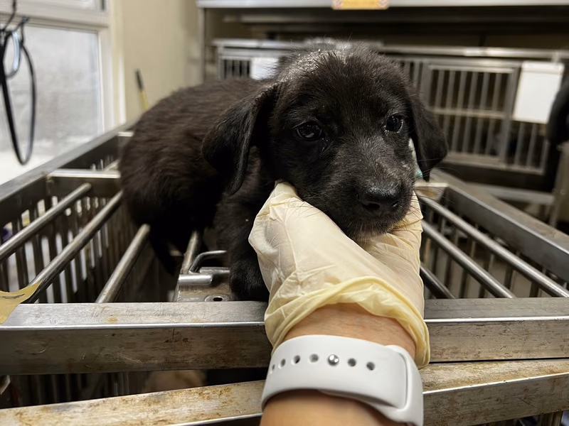 Black young male mixed-breed dog, Small, shelter no. …9008