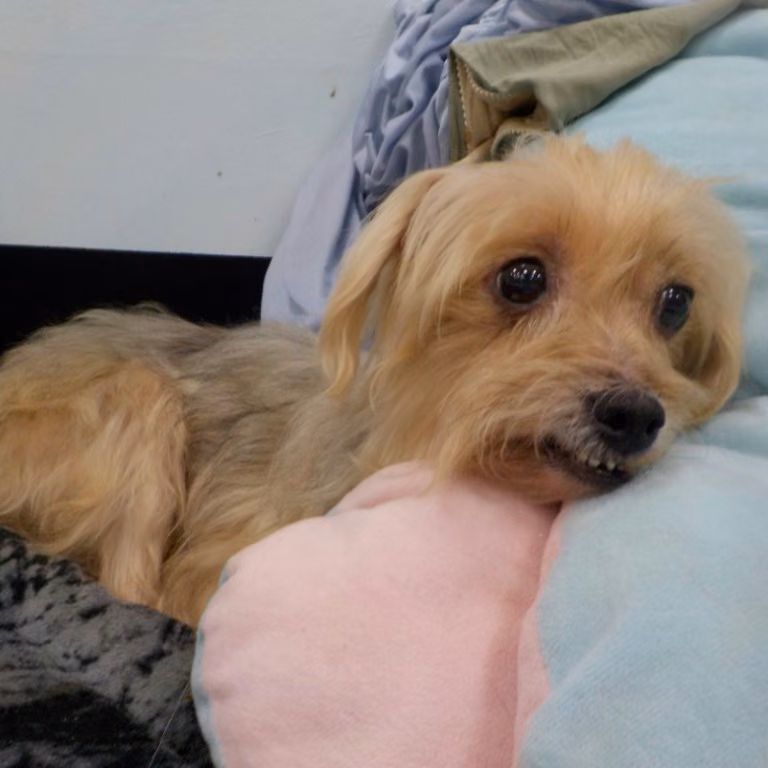 Tan adult female mixed-breed dog, Small, shelter no. …6609