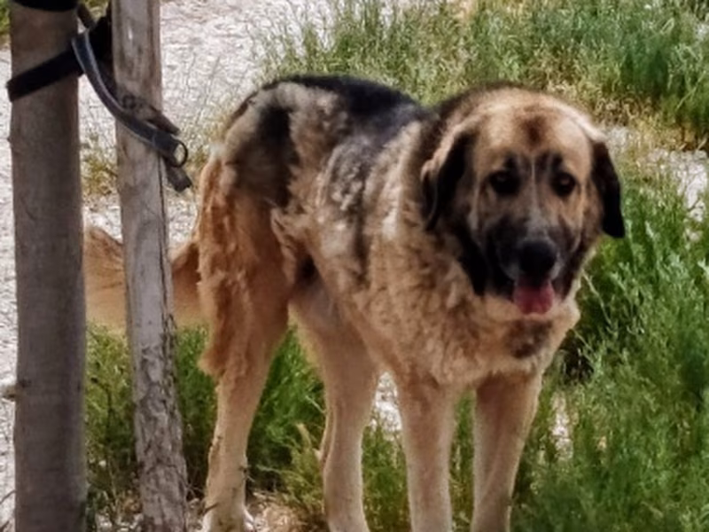 Lolo, Adult · Male · Large · Pyrenean Mastiff