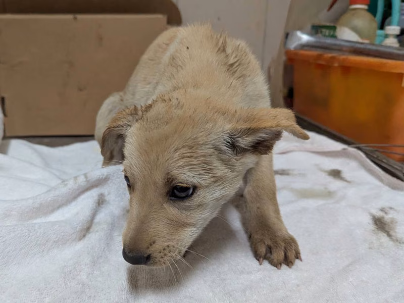 White adult female mixed-breed dog, Large, shelter no. …0506