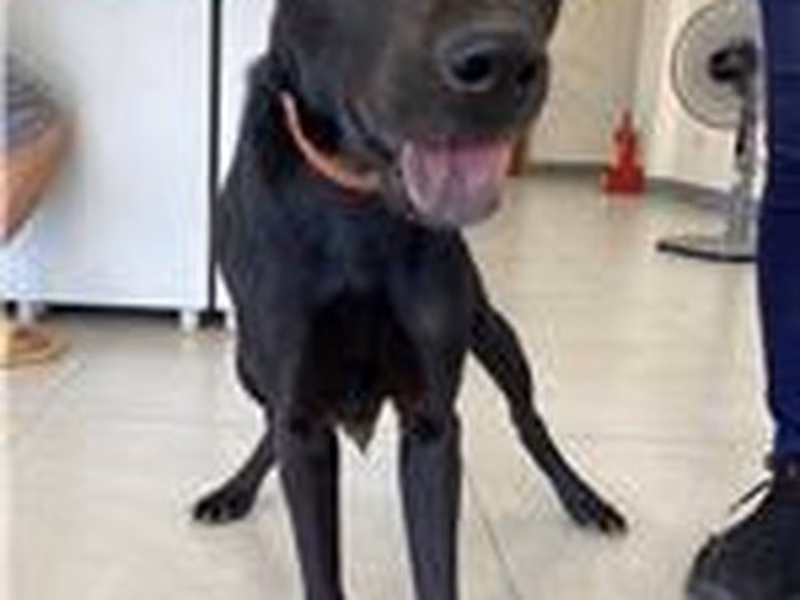 Black adult female mixed-breed dog, Medium, shelter no. …1D01