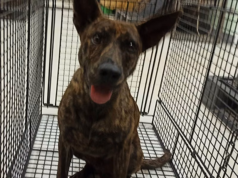 Tabby young male mixed-breed dog, Medium, shelter no. …6D01