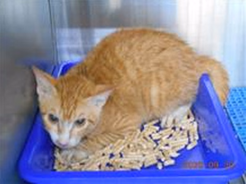 Orange tabby female mixed-breed cat, Medium, shelter no. …0020