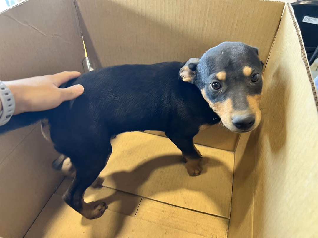 Black young male mixed-breed dog, Small, shelter no. …3001