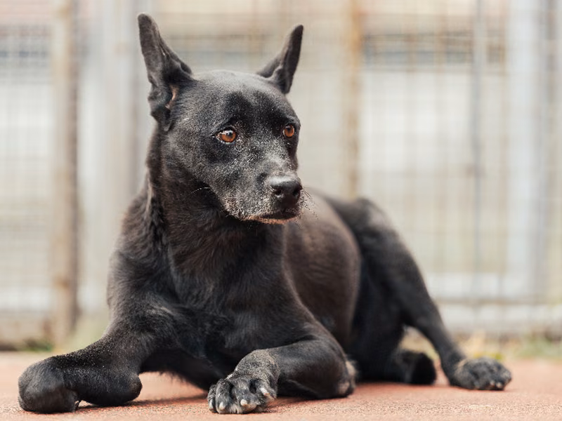 Black adult female mixed-breed dog, Small, shelter no. …2305