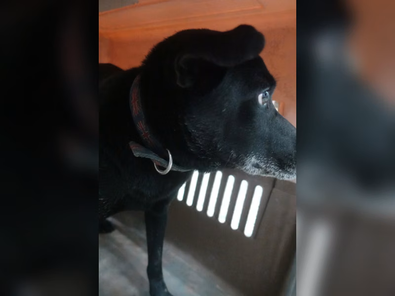 Chien croisé mâle adulte (noir), Grand, refuge n° …2319