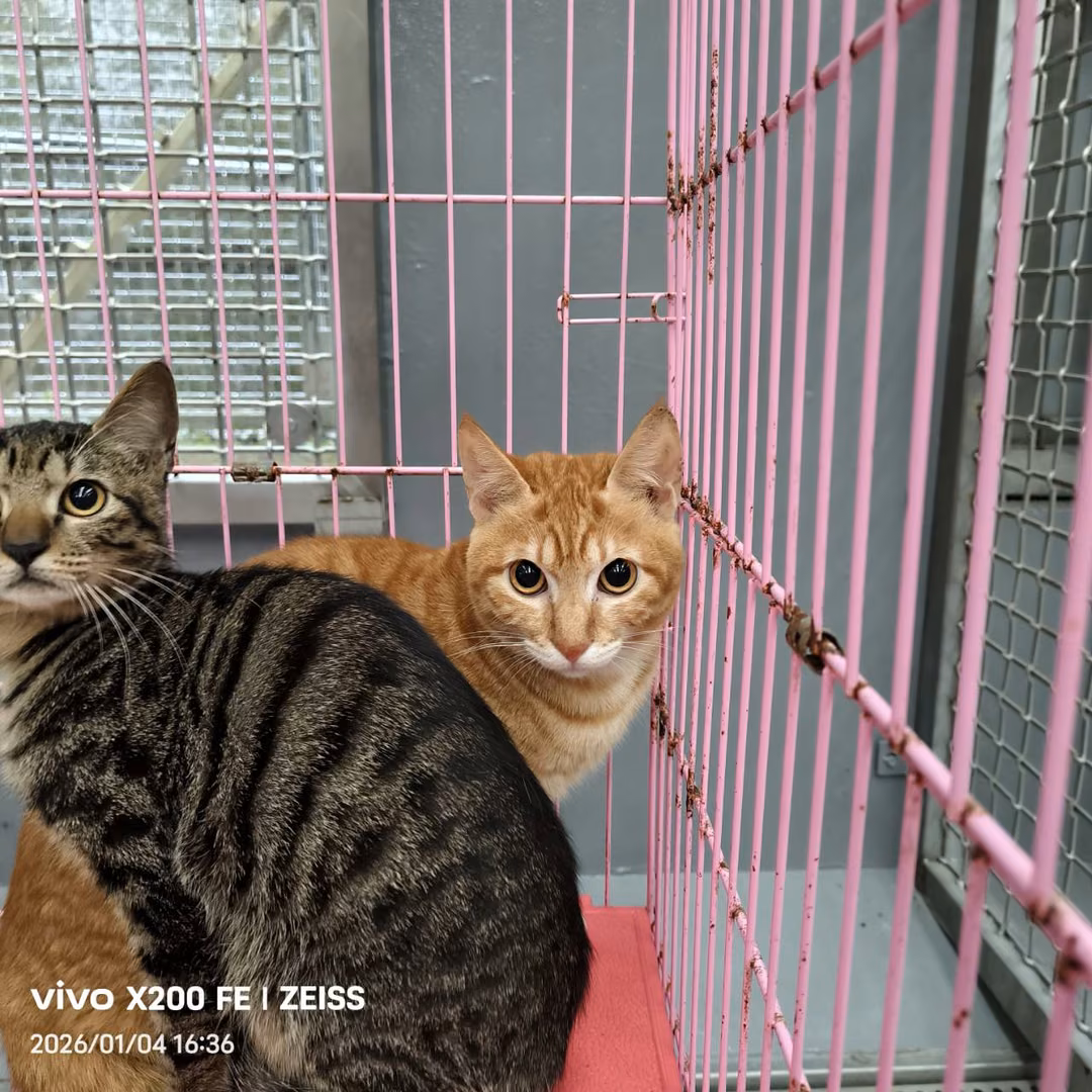 Orange tabby adult male mixed-breed cat, Medium, shelter no. …7004