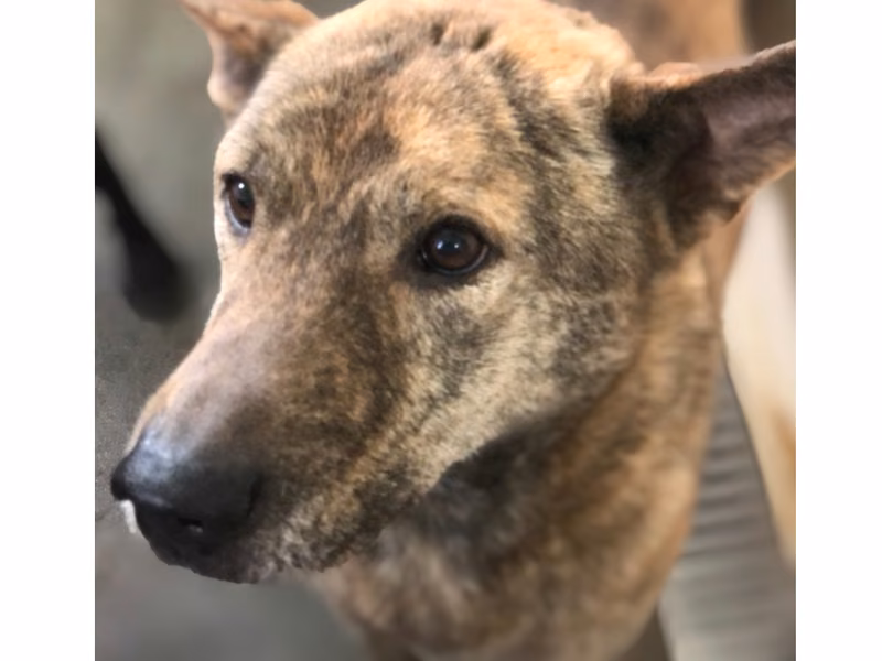 Tabby adult male mixed-breed dog, Large, shelter no. …0036