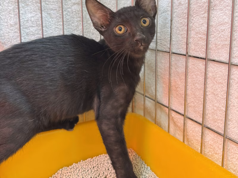 Black young male mixed-breed cat, Small, shelter no. …3002
