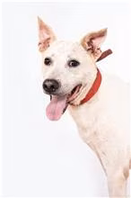 Tan-and-white adult male mixed-breed dog, Medium, shelter no. …0301