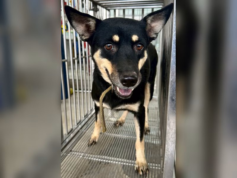 Black-and-brown adult female mixed-breed dog, Medium, shelter no. …6003