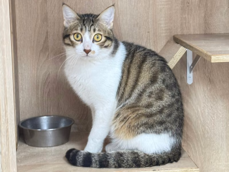 Tabby-and-white young male mixed-breed cat, Small, shelter no. …1003