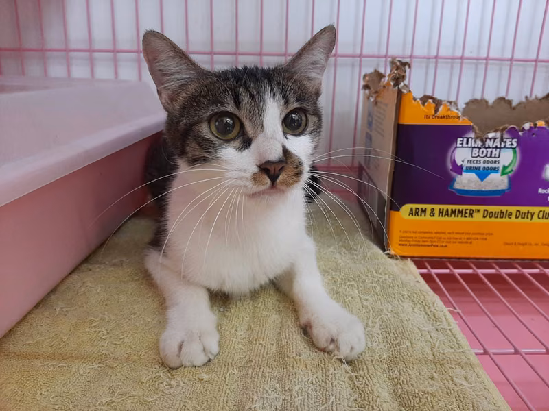 Tabby-and-white adult female mixed-breed cat, Medium, shelter no. …2801