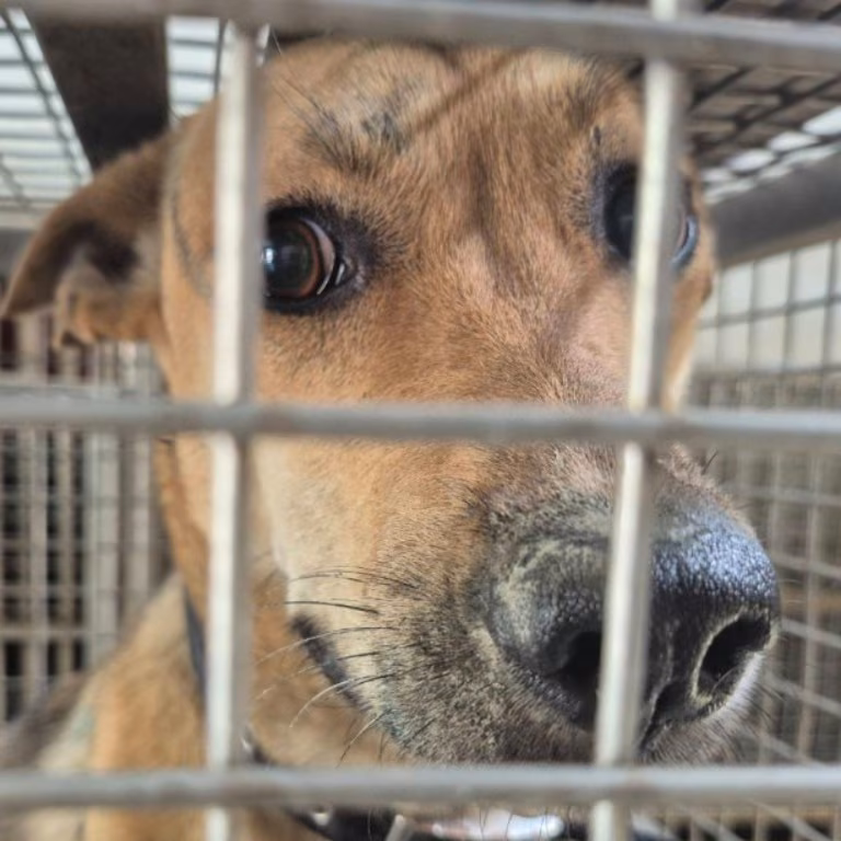 Tan adult female mixed-breed dog, Medium, shelter no. …6-03