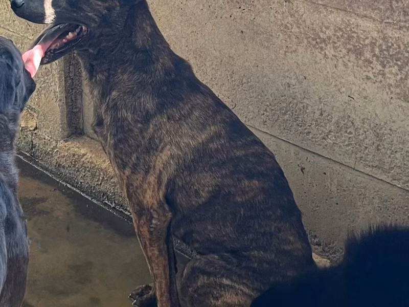 Tabby adult male mixed-breed dog, Medium, shelter no. …5011