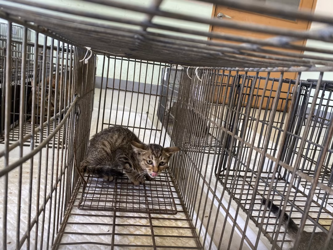Young female mixed-breed cat, Small, shelter no. …1C01