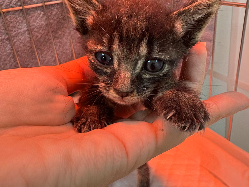 Black tabby young female mixed-breed cat, Small, shelter no. …7005