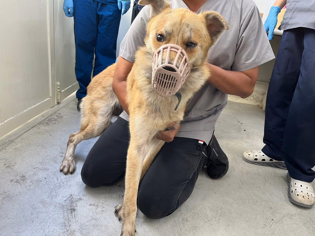 Tan tabby adult male mixed-breed dog, Medium, shelter no. …1506