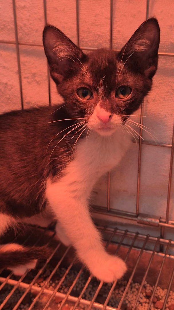 Black-and-white young female mixed-breed cat, Small, shelter no. …5003