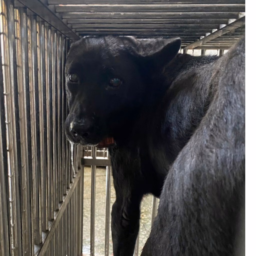 Black adult male mixed-breed dog, Medium, shelter no. …0-07