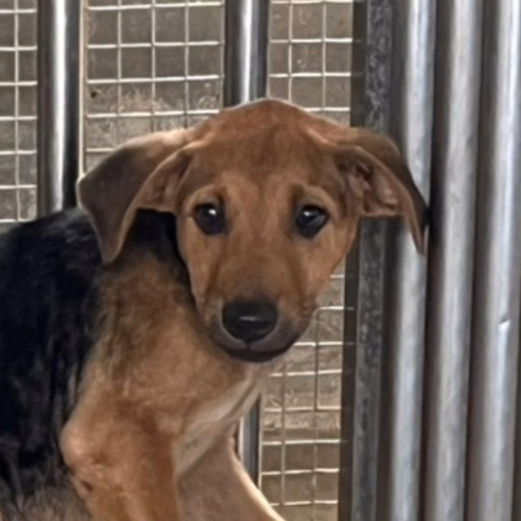 Black-and-tan young male mixed-breed dog, Small, shelter no. …3004