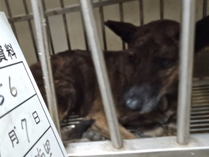 Tabby adult female mixed-breed dog, Large, shelter no. …056D