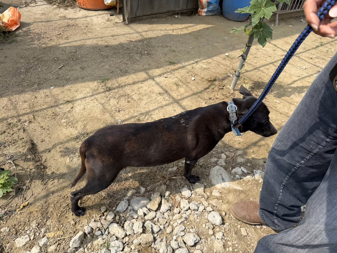 Black adult female mixed-breed dog, Medium, shelter no. …2-13