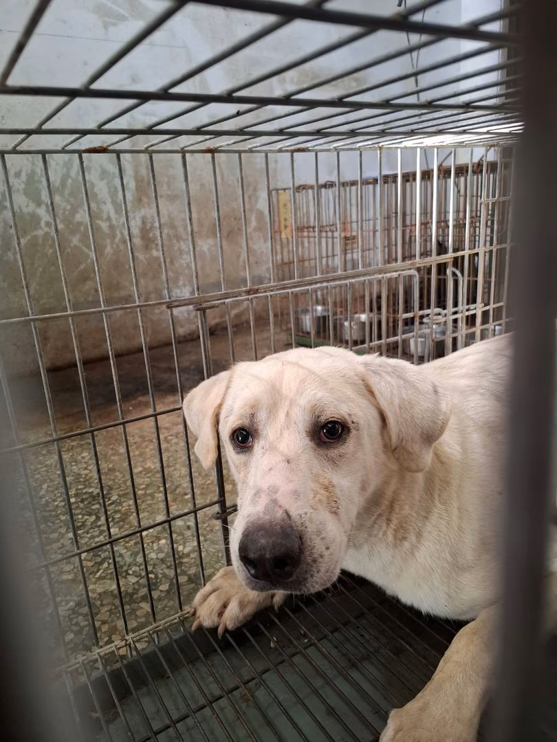 White adult male mixed-breed dog, Medium, shelter no. …9-02