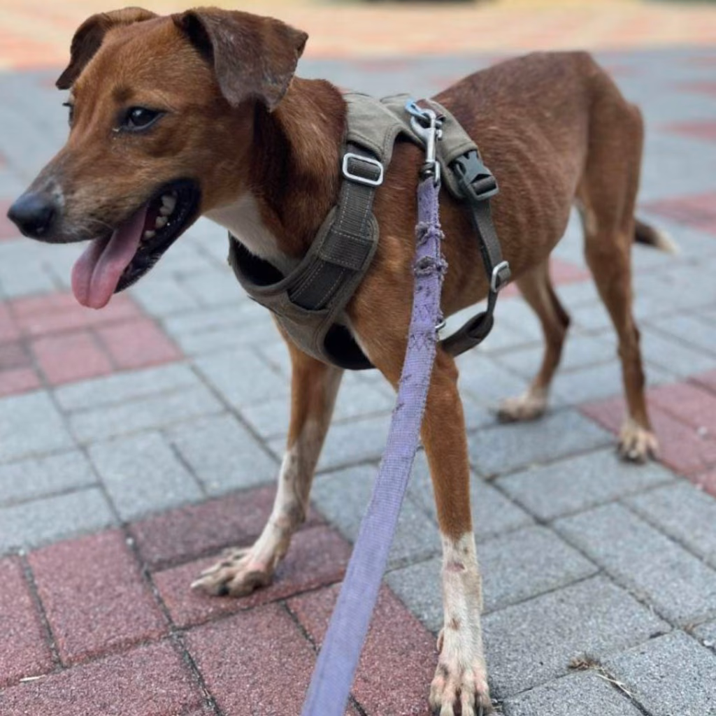 Tan-and-white adult female mixed-breed dog, Medium, shelter no. …8-04